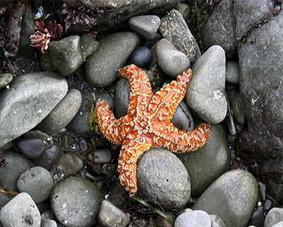 starfish sue-meg state park