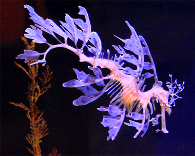 la jolla birch aquarium weedy sea dragon