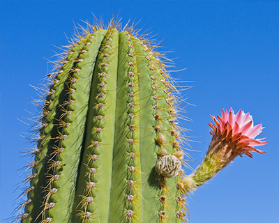 san diego balboa park desert garden cactus