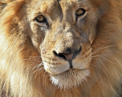 san diego balboa park zoo lion
