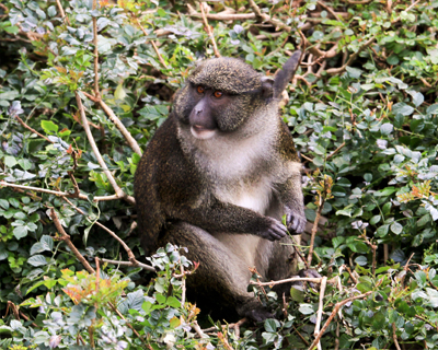 san diego zoo guenon monkey