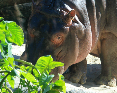 san diego zoo hippo