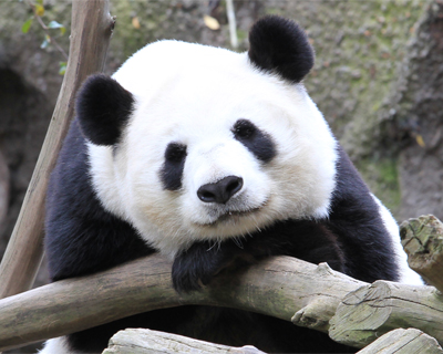 san diego zoo panda