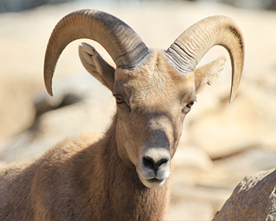 san diego zoo safari park bighorn sheep