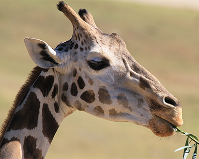 san diego zoo safari park giraffe