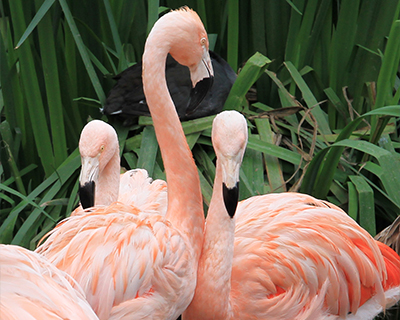san diego zoo safari park pink flamingos