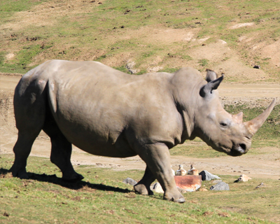 san diego zoo safari park white rhino