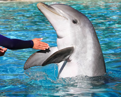 san diego seaworld dolphins