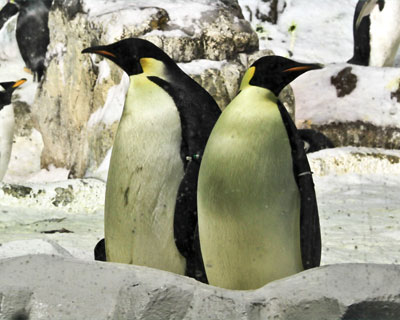 san diego seaworld emperor penguins