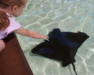 san diego seaworld bat ray touch pool