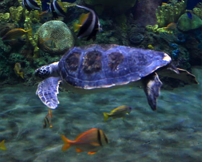san diego seaworld sea turtles