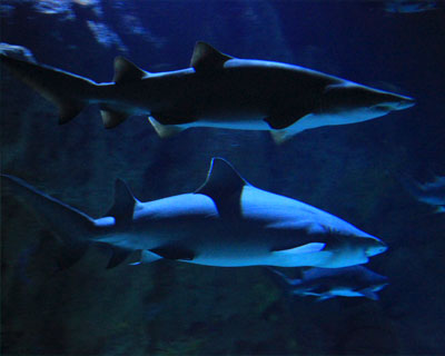 san diego seaworld shark encounter