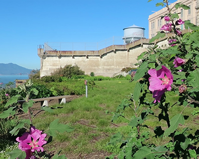 alcatraz islands gardens