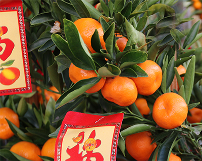 lucky tangerine trees chinese new year san francisco