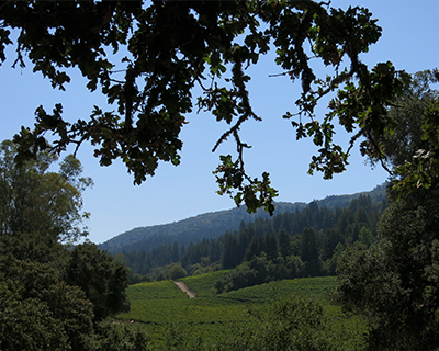 sonoma valley of the moon