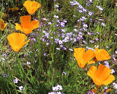 wildflowers sugarloaf ridge state park