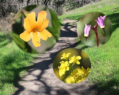 sonoma spring wildflowers hiking trail