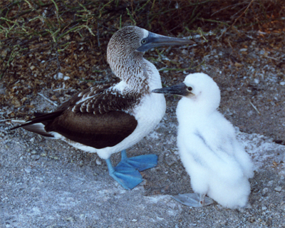 ecuador galapagos islands blue footed booby