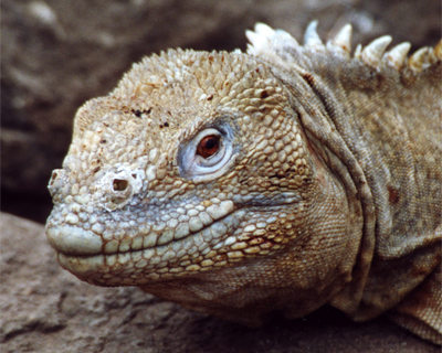 ecuador galapagos islands land iguana