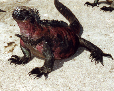 ecuador galapagos islands marine iguana