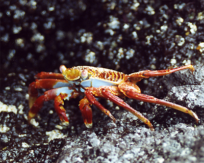 ecuador galapagos islands sally lightfoot crab