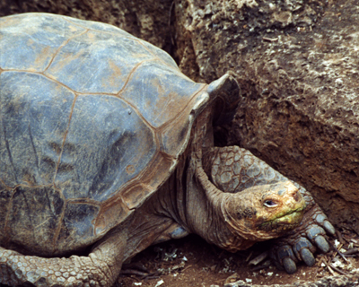 ecuador galapagos islands galapgos tortoise