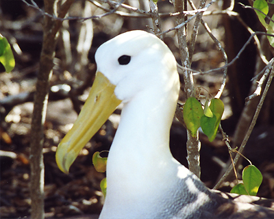 ecuador galapagos islands waved albatross