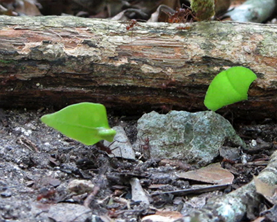 tikal leaf cutter ants