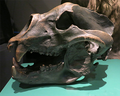 chicago field museum ice age bear skull