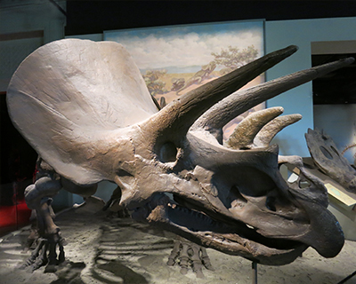 chicago field museum triceratops fossil