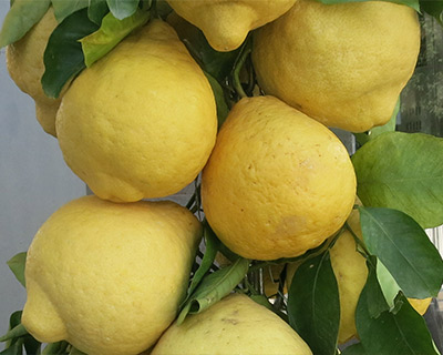 sorrento giant lemons