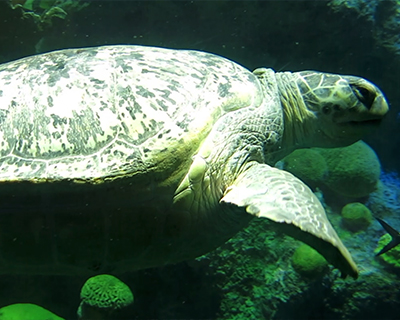 boston new england aquarium sea turtle