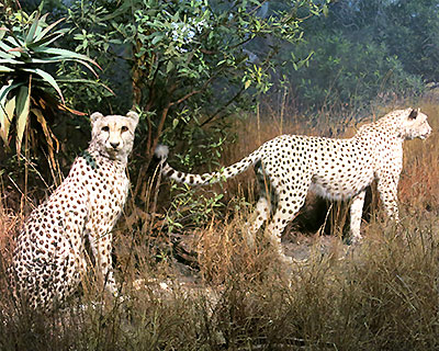 new york american museum natural history cheetah