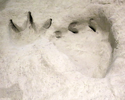 new york american museum natural history dinosaur tracks