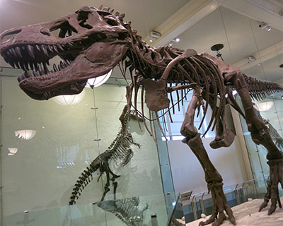 new york american museum natural history tyrannosaurus rex fossil