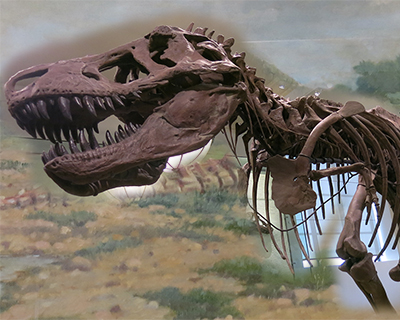 new york city tyrannosaurus rex american museum of natural history