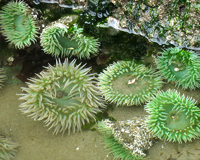 bandon giant green anemones  oregon coast