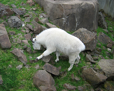 mountain goat oregon zoo portland oregon