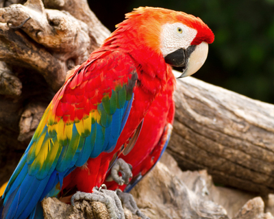 panama scarlet macaw