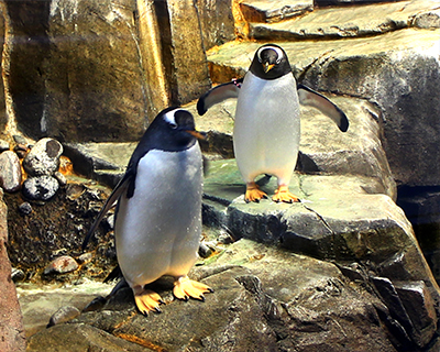 gentoo penguins biodome montreal
