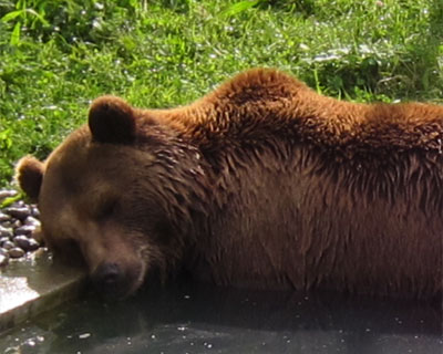 switzerland bern sleeping bear