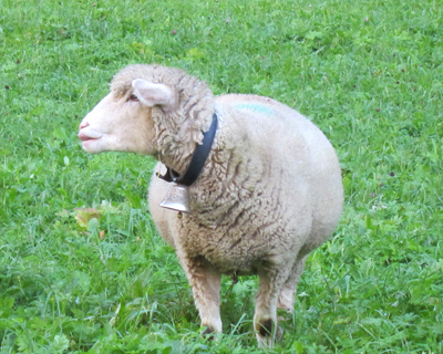 sheep grazing lauterbrunnen valley switzerland