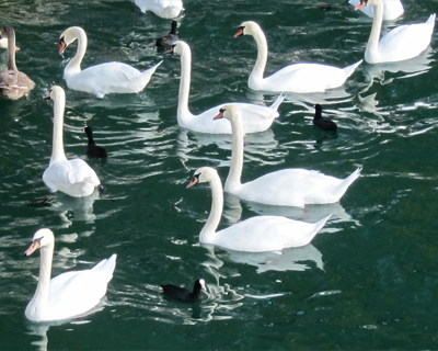 switzerland zurich lake swans