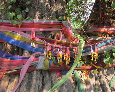 thailand chiang mai scarves around ancient tree