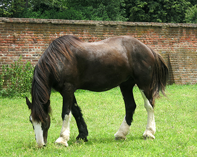 mount vernon paddock horse grazing virginia