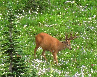 washington mount rainier deer in meadow