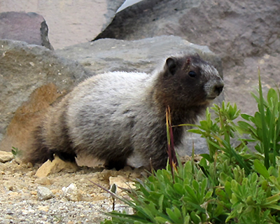 washington mount rainier furry marmot