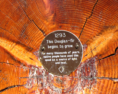 washington mount rainier ancient douglas fir