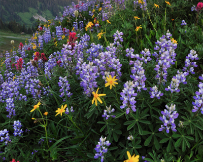 washington mount rainier colorful wildflowers