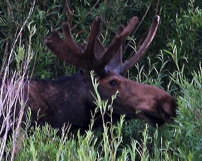 grand teton moose